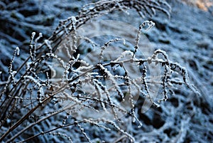 Zima, Ãâºnieg , natura photo